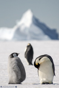 The emperor penguin family on the Antarctic sea ice (Ross... by Marco Faimali (ismar-Cnr) 